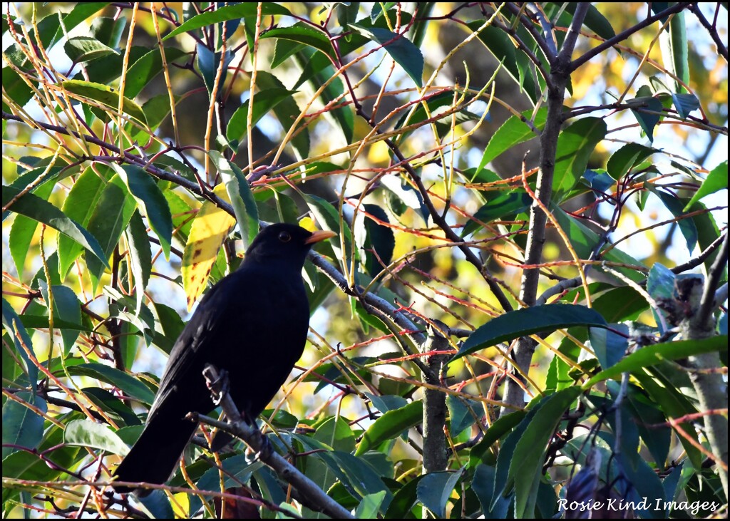 Bobby blackbird by rosiekind