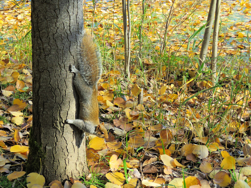 Entertaining Squirrel by seattlite