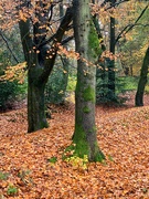 27th Nov 2023 - Carpet of leaves.