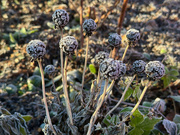 29th Nov 2023 - Frosted Seed Heads