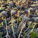 Frosted Seed Heads by 365projectmaxine