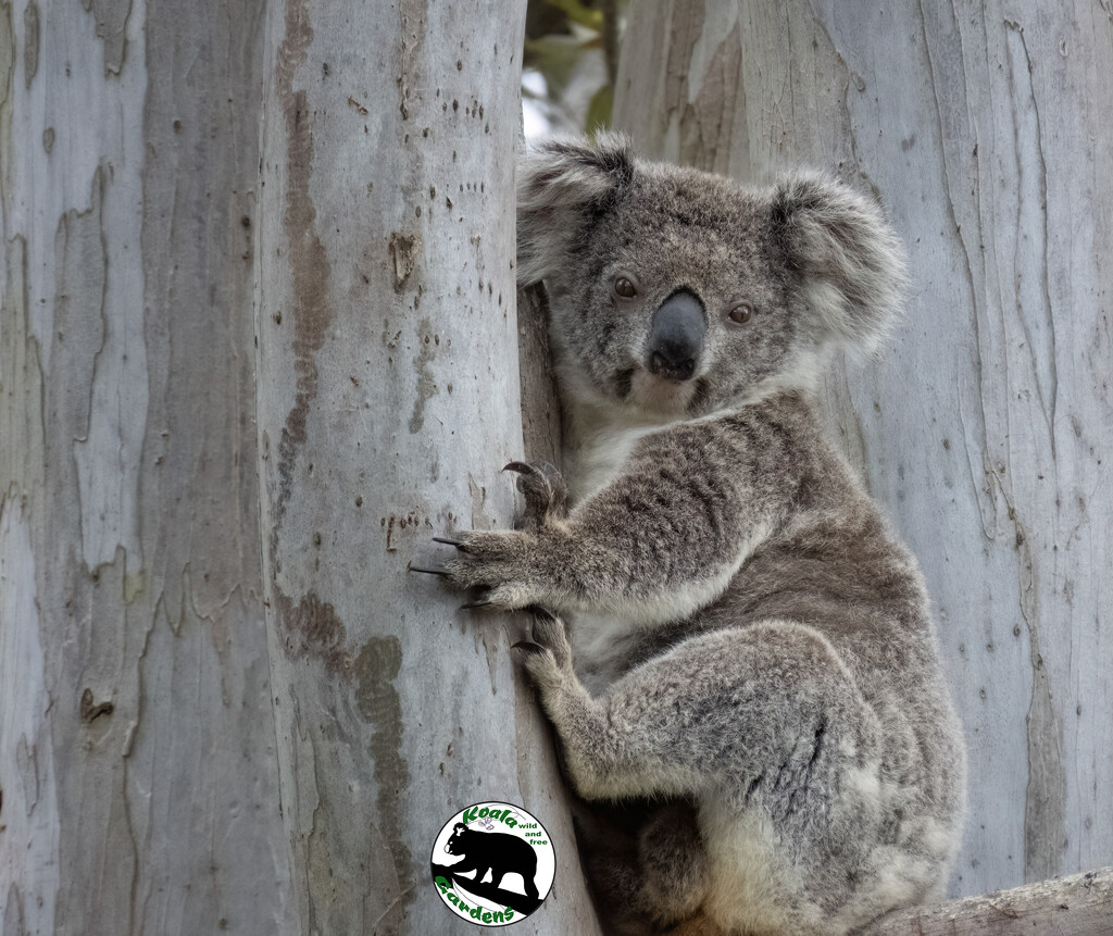 motherhood by koalagardens