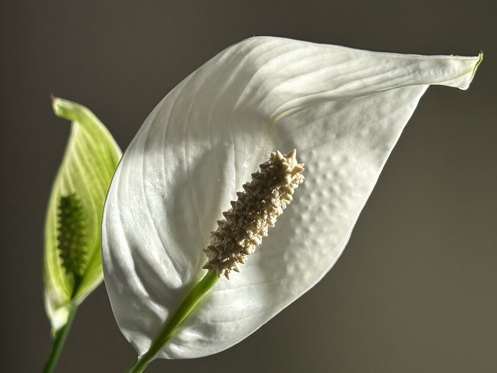 Peace Lily  by carole_sandford