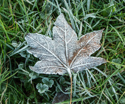 29th Nov 2023 - Frosty leaf
