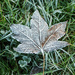 Frosty leaf by busylady