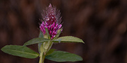 29th Nov 2023 - Trifolium rubens