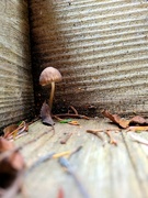 29th Nov 2023 - Tiny Mushroom