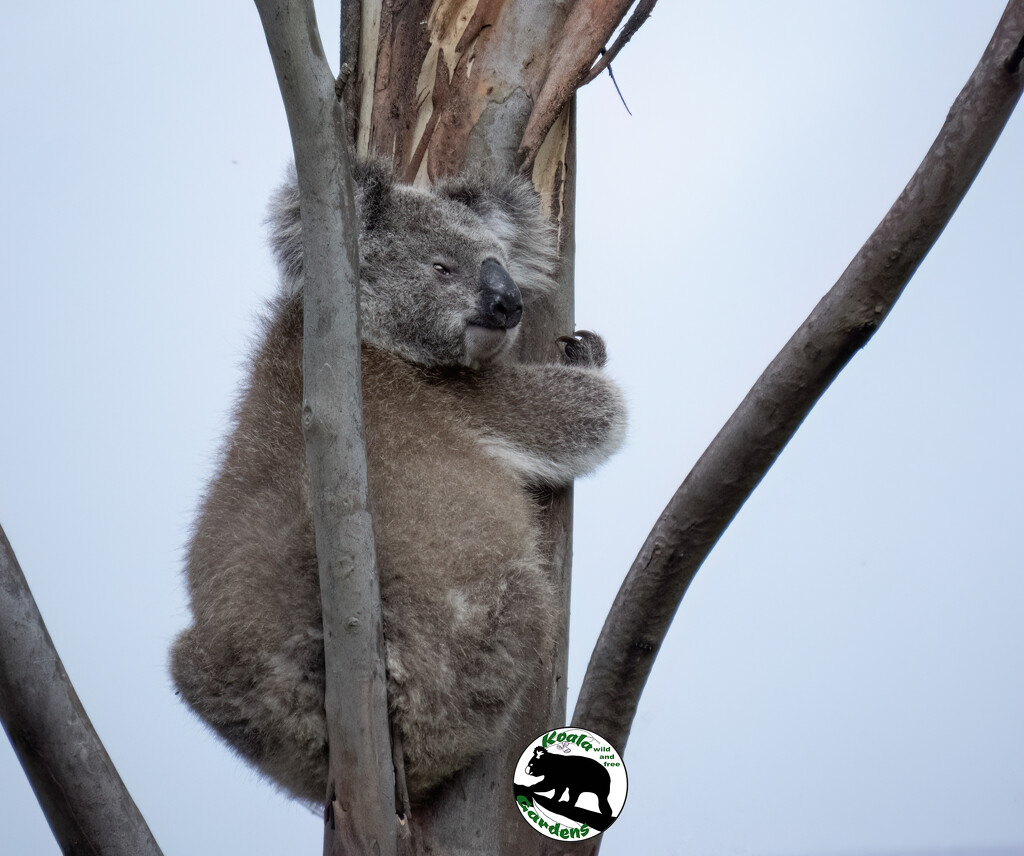 a new little scruffy one by koalagardens