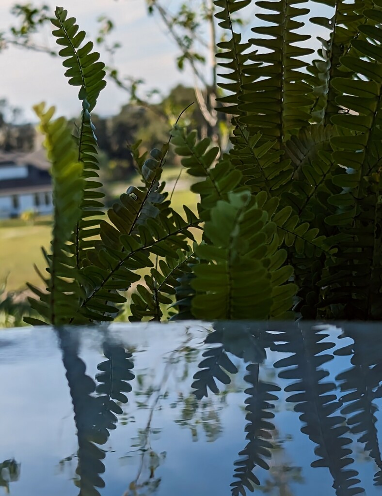 Puddle Reflection  by photohoot