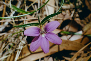 12th Nov 2023 - Purple fan flower