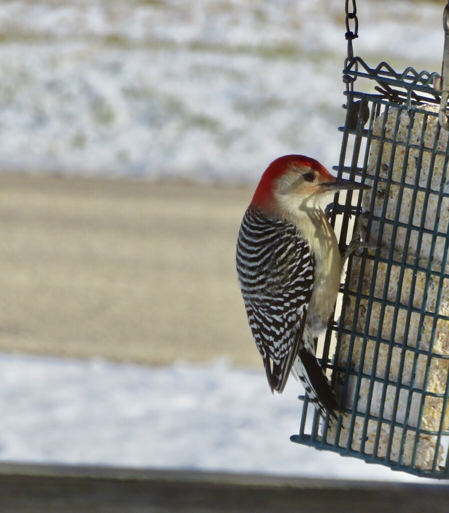 Red bellied woodpecker on the suet. by illinilass