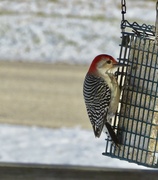29th Nov 2023 - Red bellied woodpecker on the suet.