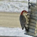 Red bellied woodpecker on the suet. by illinilass