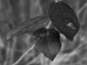 30th Nov 2023 - Crepe myrtle leaves...
