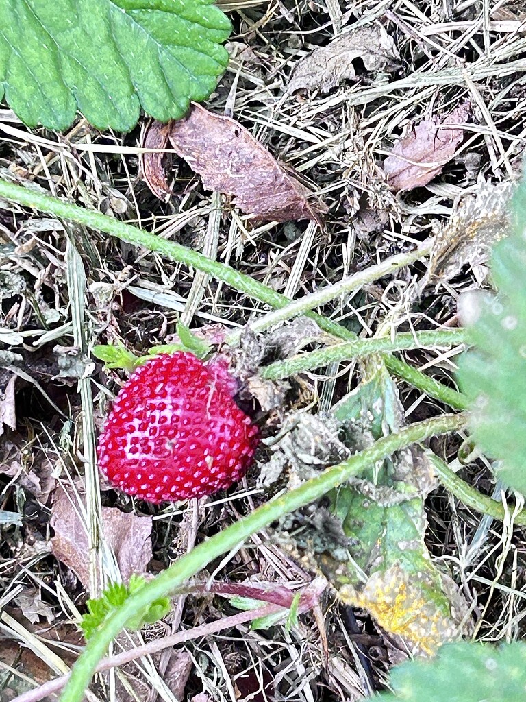 Wild strawberry  by Dawn