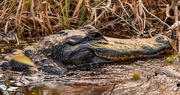 29th Nov 2023 - Alligator Just Hanging Out!