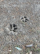 29th Nov 2023 - F Is for Footprints 