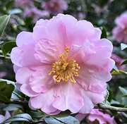 30th Nov 2023 - Sasanqua camellia