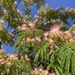 Love This Tree