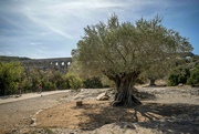 30th Nov 2023 - Pont du Gard I