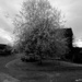 Garden Birch