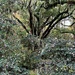 Live oak and camellias  by congaree