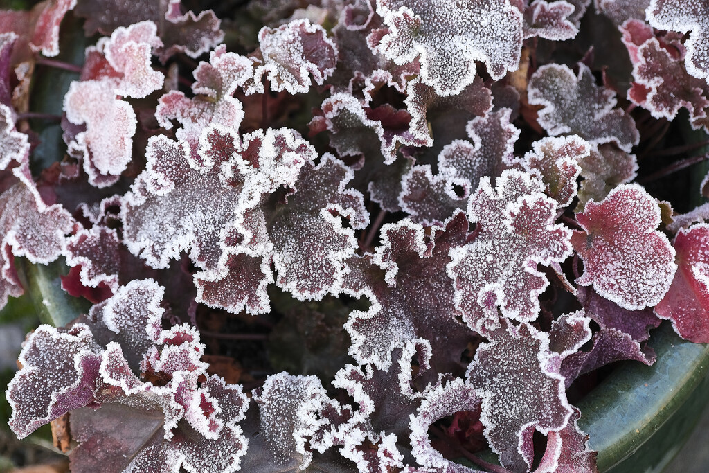 Heuchera frost by kametty