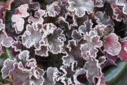 30th Nov 2023 - Heuchera frost