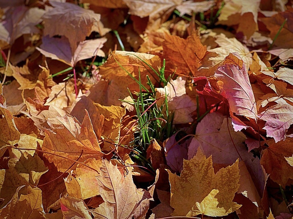 Autumn Leaves by gardenfolk