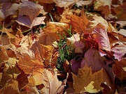 30th Nov 2023 - Autumn Leaves