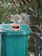 30th Nov 2023 - Grey Squirrel 