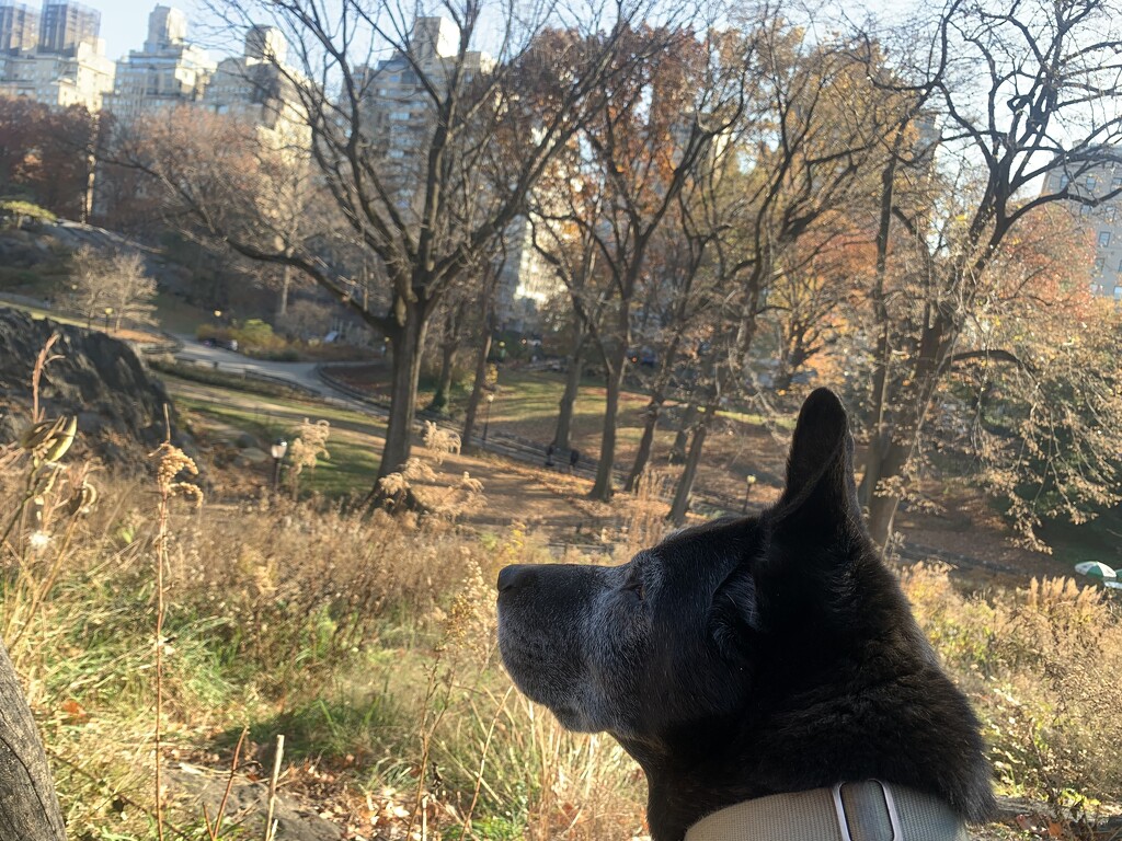 Overlooking Central Park by blackmutts