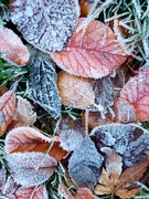 28th Nov 2023 - Frosty