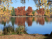 30th Nov 2023 -  Reflections On Green Lake