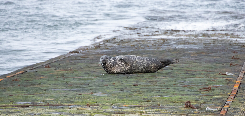 Lonesome Seal by lifeat60degrees