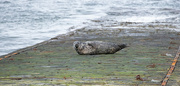 30th Nov 2023 - Lonesome Seal