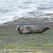 Lonesome Seal
