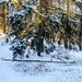 First snow by mdaskin