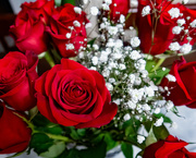 30th Nov 2023 - Red roses