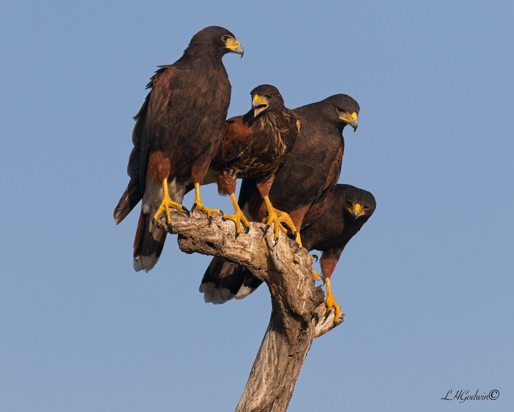 LHG_6044 Family of harris hawks  by rontu