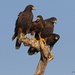 LHG_6044 Family of harris hawks  by rontu