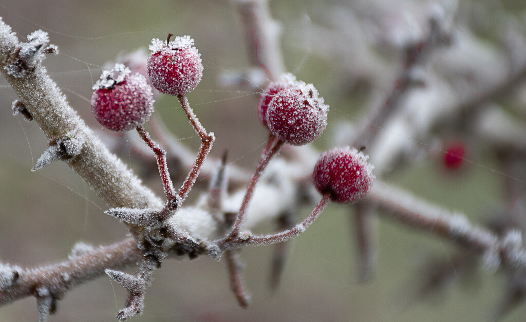 Iced berries by una1965