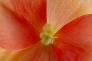 28th Nov 2023 - Impatiens Blossom Closeup