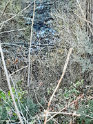 30th Nov 2023 - Glimpse of the creek bed