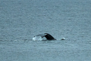 17th Oct 2023 - The Whale in the Bay