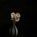 Rose in a Vase by kipper1951
