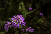 24th Nov 2023 - Meadow flower