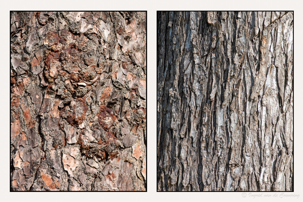 Tree bark by ingrid01