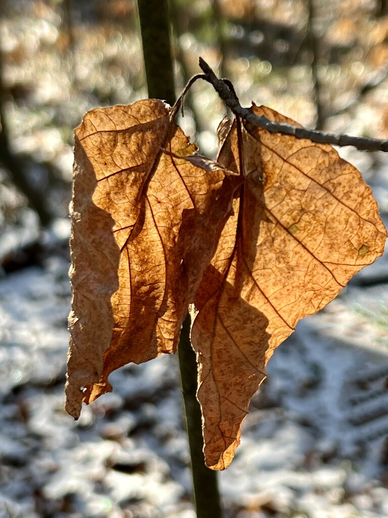 last leaves… by amyk