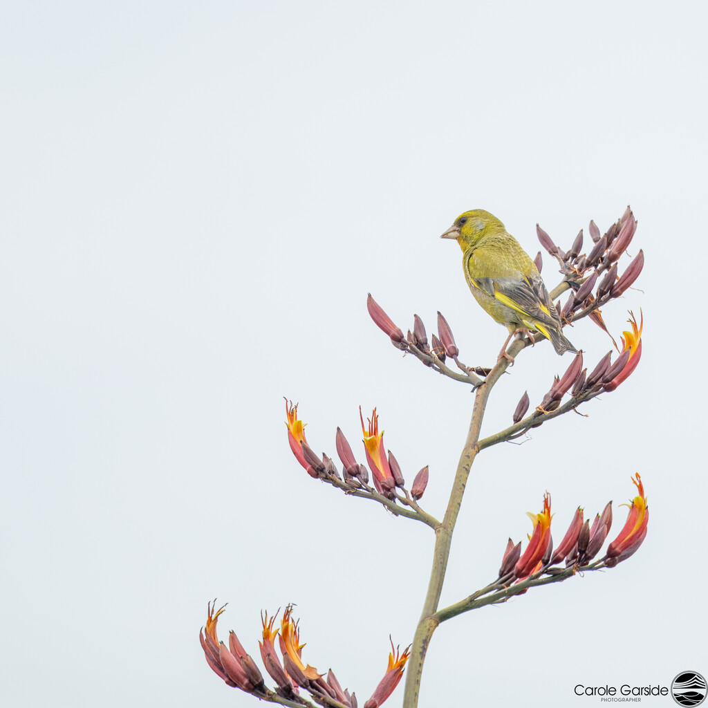 High Key greenfinch by yorkshirekiwi